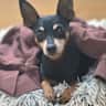 House sit pet parent - Adorable miniature pincher needs a carer in South West London!