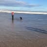 House sit pet parent - Cocker Spaniel in the gorgeous Yorkshire Dales