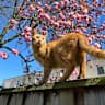 House sit pet parent - Beautiful cat and his bunny friends needs an sitter