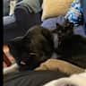 House sit pet parent - Take care of two friendly black cat at country cottage in South Coast of NSW