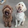 House sit pet parent - Beach Adventure in Sunny Tsawwassen with the dogs?
