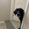 House sit pet parent - Near the Beach in St. Petersburg Florida.