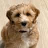 House sit pet parent - Adorable, cheeky puppy who just wants to have her belly rubbed and a good sleep.