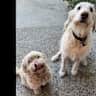 House sit pet parent - Large Central Apartment in Valencia Spain with Two Loving Dogs