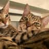 House sit pet parent - Sitter needed for our wonderful cats in Barnes, West London