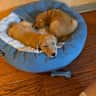 House sit pet parent - Need Reliable Weeklong In-House Dogsitting for 2 Golden Retrievers