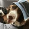 House sit pet parent - Cosy cottage, garden and pool. Friendly dogs and hens. Fishing port restaurants
