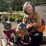 House sit pet parent - Frenchies on the Sunshine Coast (Car Recommended)