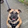 House sit pet parent - Ryde, Isle of Wight - Come and look after Willow!!