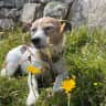 House sit pet parent - Lovely, if needy, Jack Russell in Edinburgh.