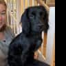 House sit pet parent - Countryside sit with sociable cocker spaniel!