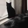 House sit pet parent - Cat sitter needed!
