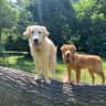 House sit pet parent - Pet sitter, caring friend for 17 month and 8 month golden retrievers