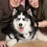 House sit pet parent - You will love to know Peppe, he is a very sweet dog!