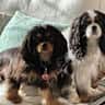 House sit pet parent - country retreat with two adorable Cavalier King Charles spaniels