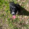 House sit pet parent - My bungalow is situated 5 minutes walk from Penrith town centre in the lakes.