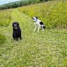 House sit pet parent - Cornish rural idyll set in 7 acres within easy reach of 6 beautiful beaches.