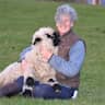 House sit pet parent - SPEND A BIT OF TIME WITH THE CUTEST SHEEP IN THE WORLD!