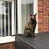 House sit pet parent - Beautiful bungalow in Welwyn Garden City, with Coco the cat