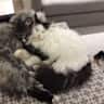 House sit pet parent - West End Cat Sit