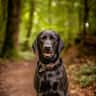 House sit pet parent - An amazing Black Labrador in a beautiful family home surrounded by forests