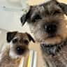 House sit pet parent - 5 days with 2 cute dogs