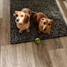 House sit pet parent - Two Mini-Dachshunds Seeking a Sitter to Love in a Rural Setting near Dubuque, IA