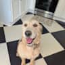 House sit pet parent - “Gorgeous home. Even more amazing dog.”