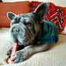 House sit pet parent - Julio is a lovely french bulldog looking for a sitter