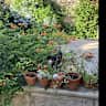 House sit pet parent - Live in a typical French town, house and cat-sit, in Herault.