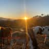 House sit pet parent - Compassionate Animal Caretaker Needed for Our Peaceful Farm Retreat