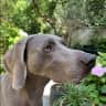 House sit pet parent - Beautiful, well trained,nervous Weimaraner in Brussels centre.
