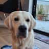 House sit pet parent - Lovely modern house in Innishannon with Bailey a 16 month old Golden Retriever.