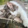 House sit pet parent - Lovely private - 1 part  Maincoon cat & 2 affectionate, once shy feral Tabbies