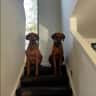 House sit pet parent - Happy Home in Camberwell
