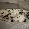 House sit pet parent - Need a dog sitter in Virginia Water, to look after 2 energetic Dalmatians