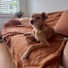 House sit pet parent - One-week pet sit in the Eastern Suburbs of Sydney with a bouncy, loving dog.