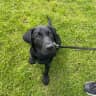 House sit pet parent - WFH friendly huge flat in Central London with Dante, a black lab pup