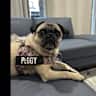 House sit pet parent - Peggy the Pug