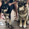 House sit pet parent - Pet sitter required - house in Birkdale with 2 friendly & affectionate dogs