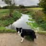 House sit pet parent - Lovely natured Border Collie looking to share countryside walks & company.