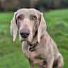 House sit pet parent - House sitter for a Bath townhouse with a Weimaraner