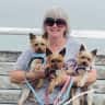 House sit pet parent - Hi Looking for person/s to take care of our 3 adorable Yorkshire terriers & home