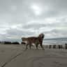 House sit pet parent - Cute Golden Retriever in a peaceful & charming seaside town in Portugal