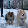 House sit pet parent - Poms in sunny Greystones :)