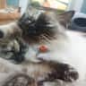 House sit pet parent - Winter Retreat in a Quiet Little Town