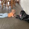 House sit pet parent - Looking for Dogsitter in a quaint village in northern Denmark!