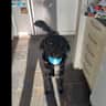 House sit pet parent - 2 year old Arthur