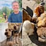 House sit pet parent - 2 x Airedales and 6 x Brahmas based in 78810, looking for company in Summer 2025