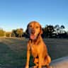 House sit pet parent - Viszla-Hound cross looking for a friend in lovely Launceston